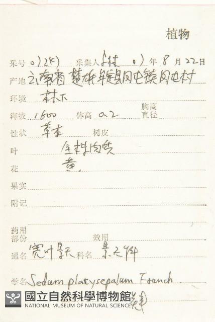 寬萼景天藏品圖，第2張