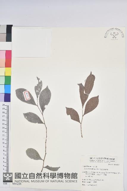 細葉饅頭果藏品圖，第1張