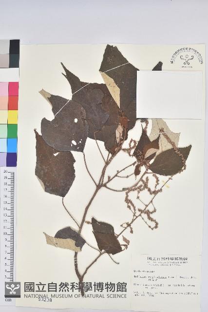 Turn-in-the-wind Collection Image