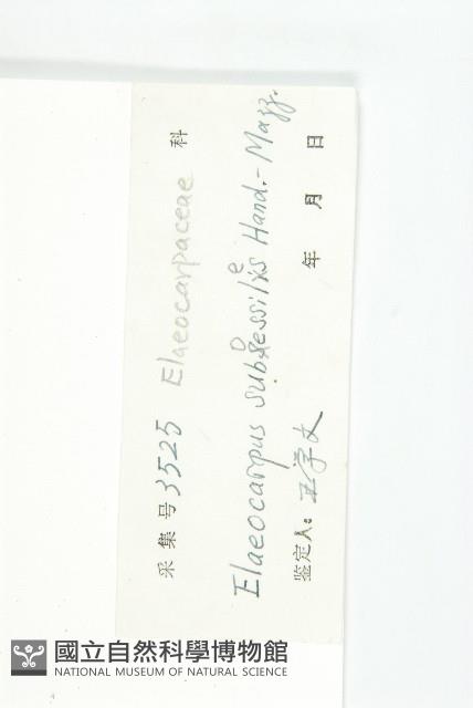 近圓果杜英藏品圖，第2張