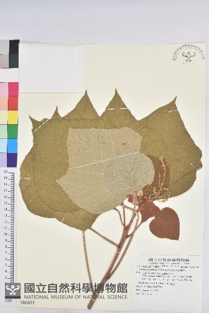 野桐藏品圖，第1張