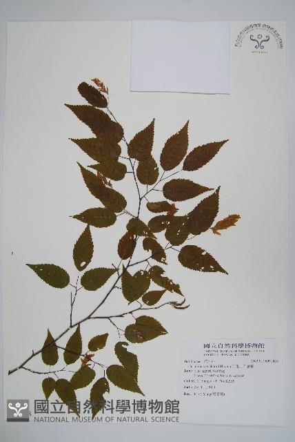 阿里山千金榆藏品圖，第1張