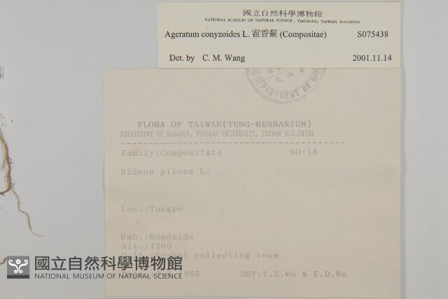 霍香薊藏品圖，第2張