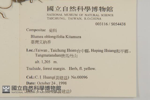 臺灣艾納香藏品圖，第2張