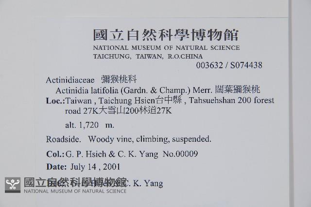 闊葉獼猴桃藏品圖，第2張