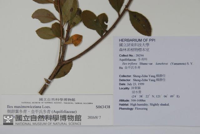 倒卵葉冬青、金平氏冬青藏品圖，第2張