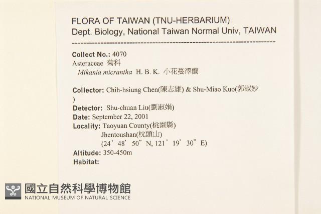 小花蔓澤蘭藏品圖，第2張