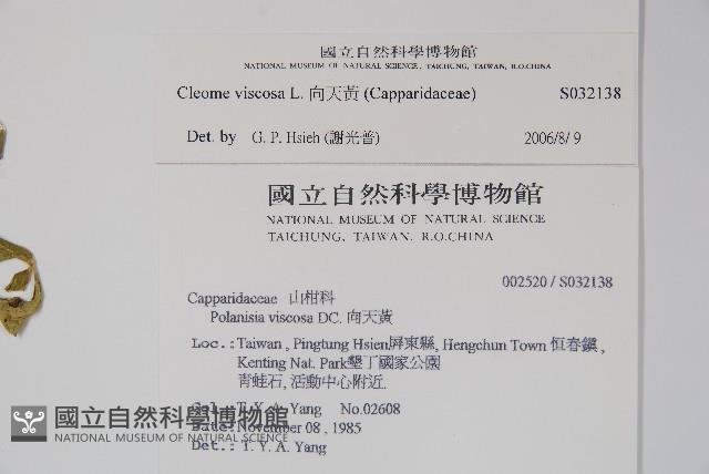 向天黃藏品圖，第2張