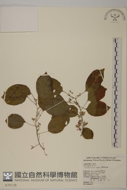 大葉南蛇藤藏品圖，第1張