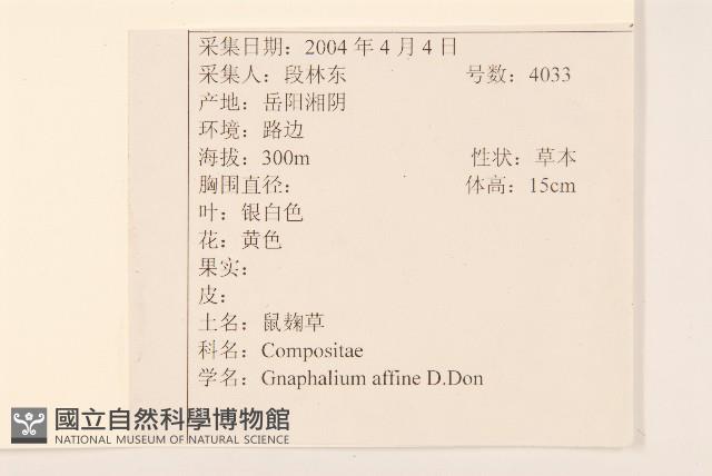鼠麴草藏品圖，第2張
