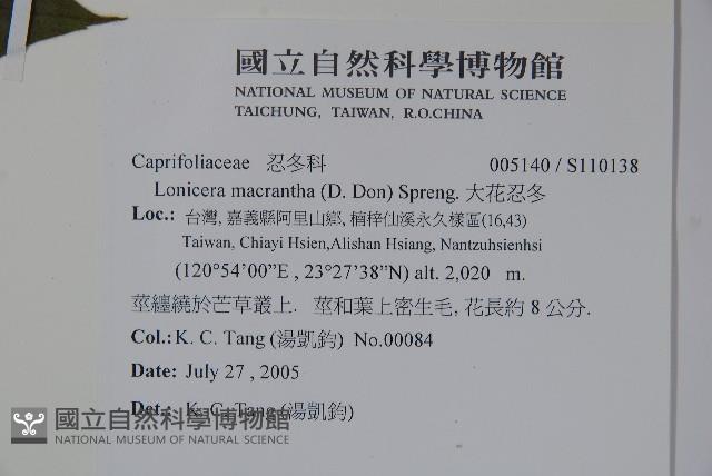 大花忍冬藏品圖，第2張