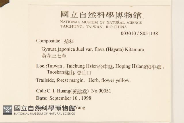 黃花三七草藏品圖，第2張