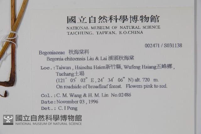 溪頭秋海棠藏品圖，第2張