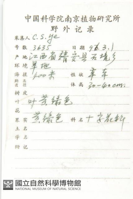 鼠耳芥藏品圖，第2張