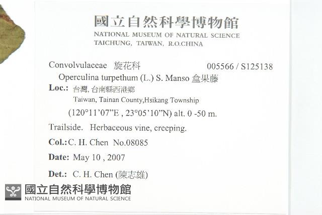 盒果藤藏品圖，第2張