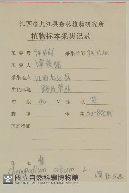 藜、灰藜藏品圖，第2張