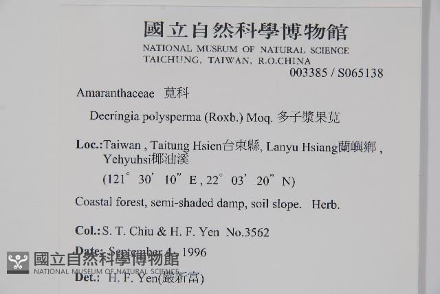 多子漿果莧藏品圖，第2張