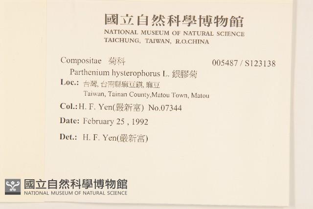 銀膠菊藏品圖，第2張