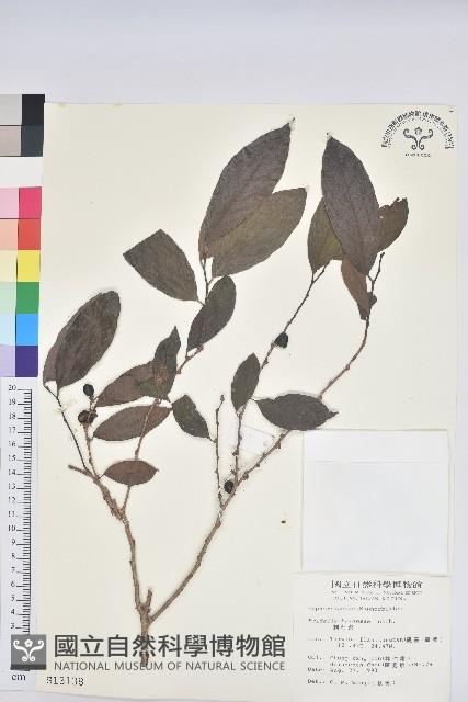 刺杜密藏品圖，第1張