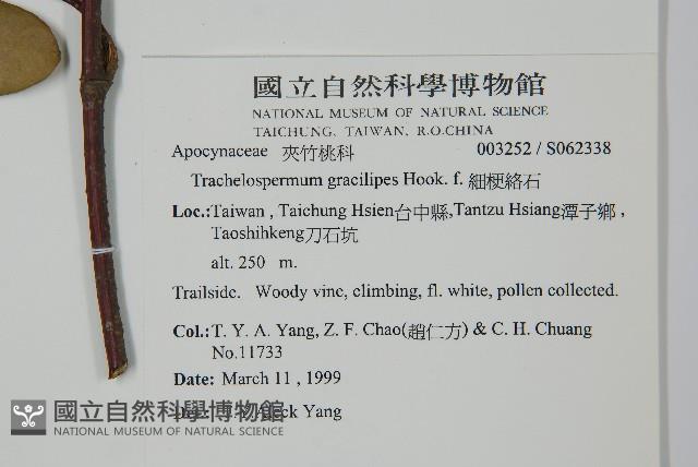 細梗絡石藏品圖，第2張