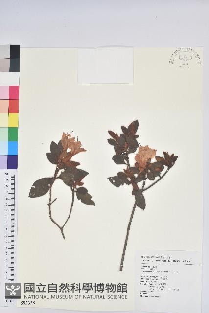 金毛杜鵑藏品圖，第1張