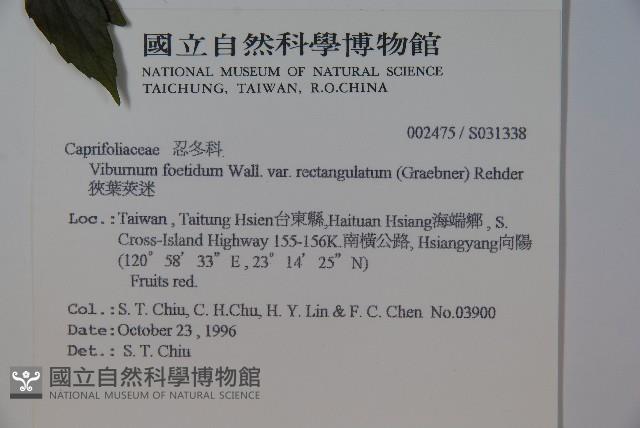 狹葉莢迷藏品圖，第2張