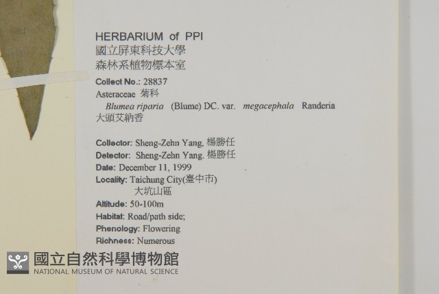 大頭艾納香藏品圖，第2張