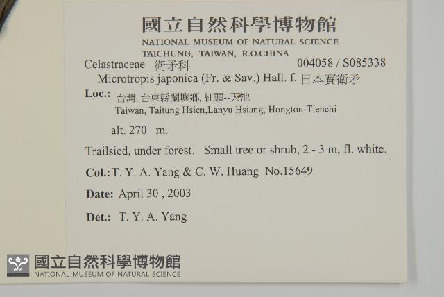 日本賽衛矛、日本假衛矛藏品圖，第2張