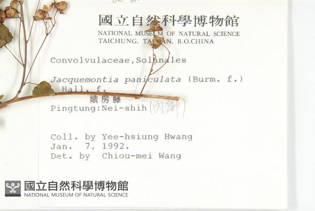 娥房藤藏品圖，第2張