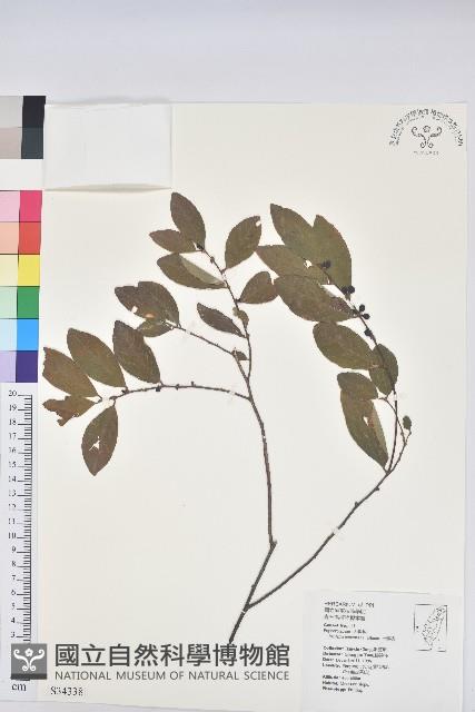 土密樹藏品圖，第1張