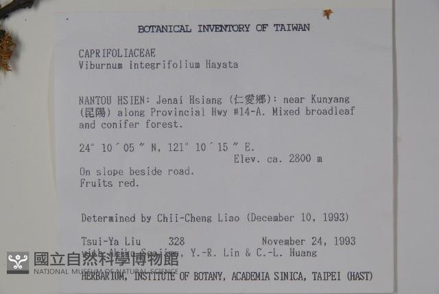 玉山糯米樹、狹葉糯米樹藏品圖，第2張