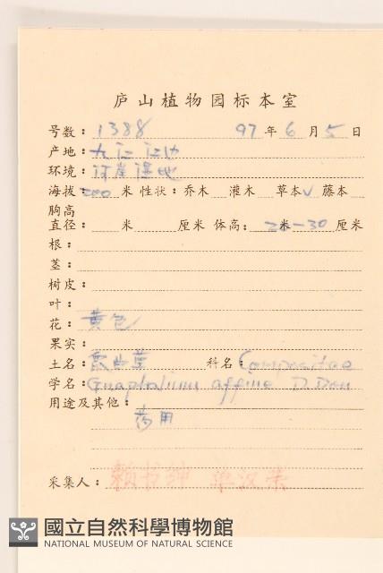 鼠麴草藏品圖，第2張