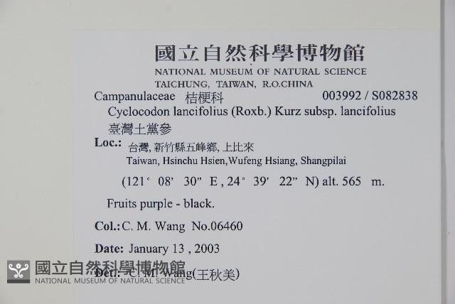 臺灣土黨參藏品圖，第2張