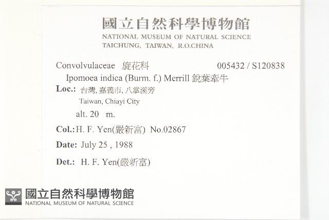 銳葉牽牛藏品圖，第2張