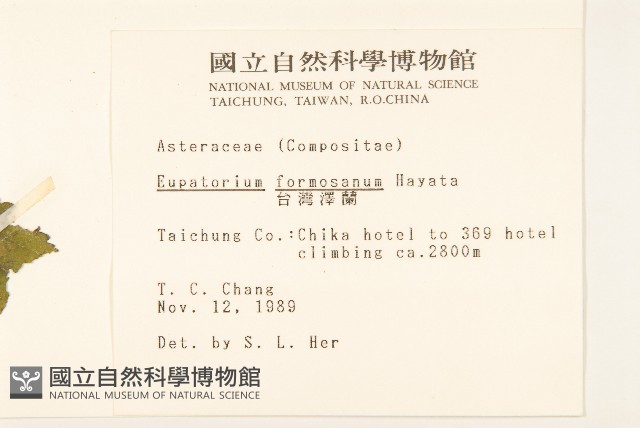 臺灣澤蘭藏品圖，第2張