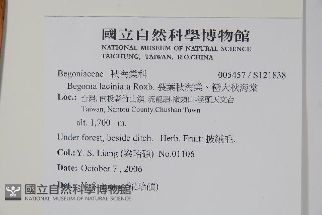 裂葉秋海棠、巒大秋海棠藏品圖，第2張