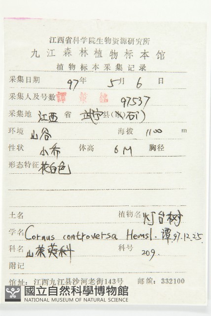燈臺樹藏品圖，第2張