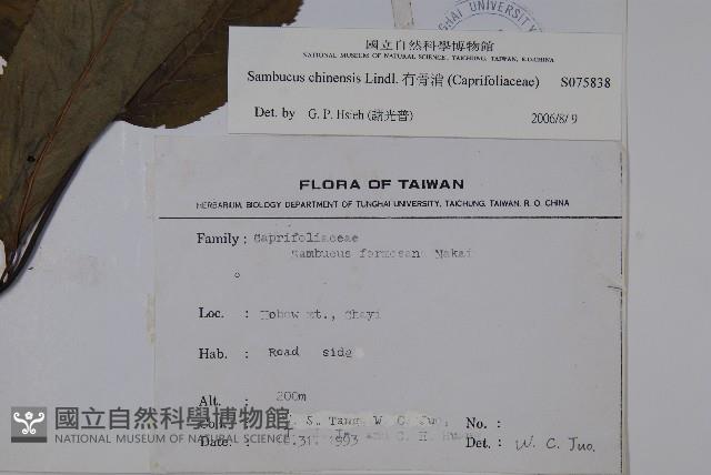 冇骨消藏品圖，第2張