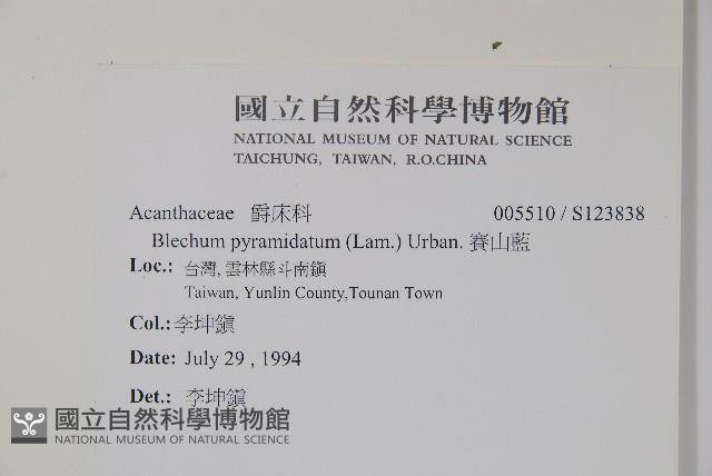 賽山藍藏品圖，第2張