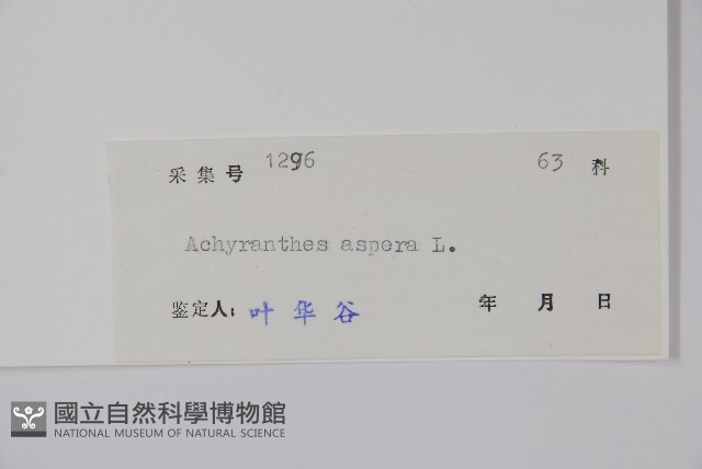 土牛膝藏品圖，第2張