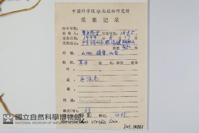 Green amaranth Collection Image, Figure 2, Total 2 Figures