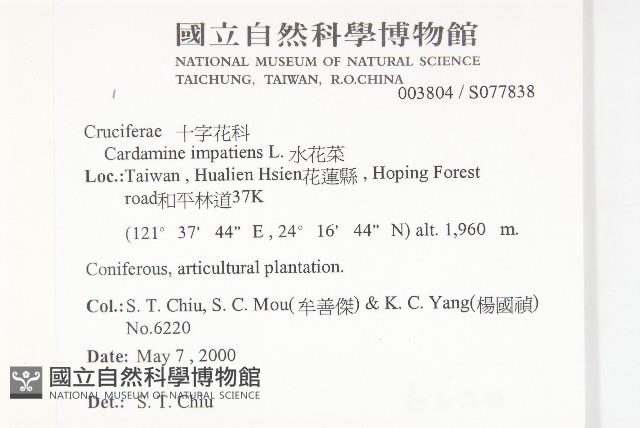 水花菜藏品圖，第2張