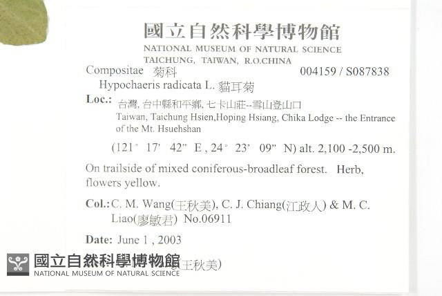 貓兒菊藏品圖，第2張