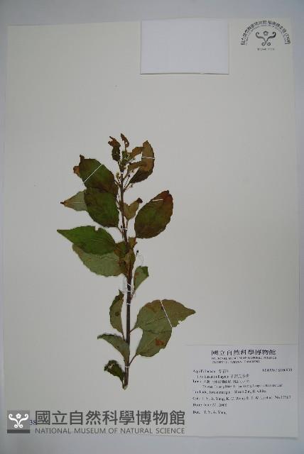 草野氏冬青藏品圖，第1張