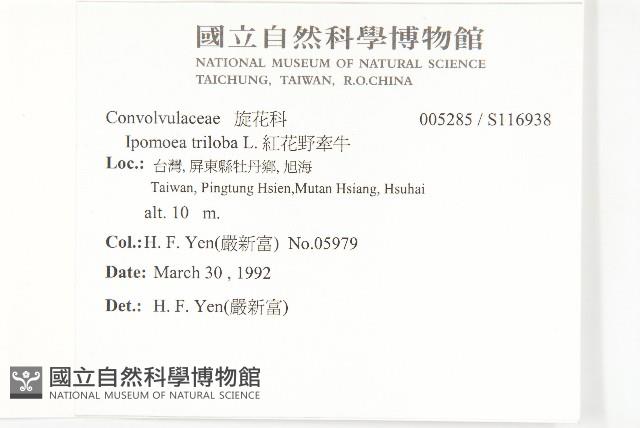 紅花野牽牛藏品圖，第2張