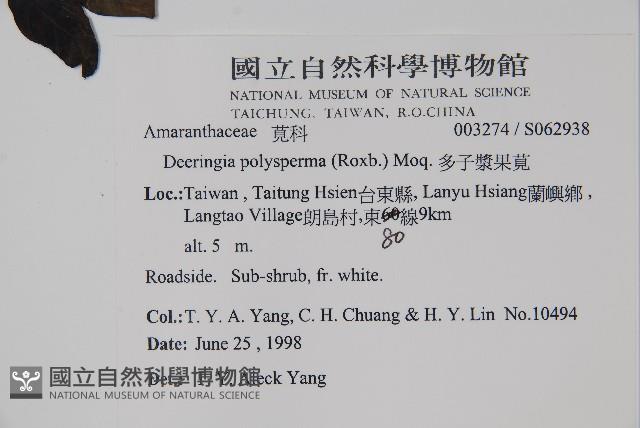 多子漿果莧藏品圖，第2張