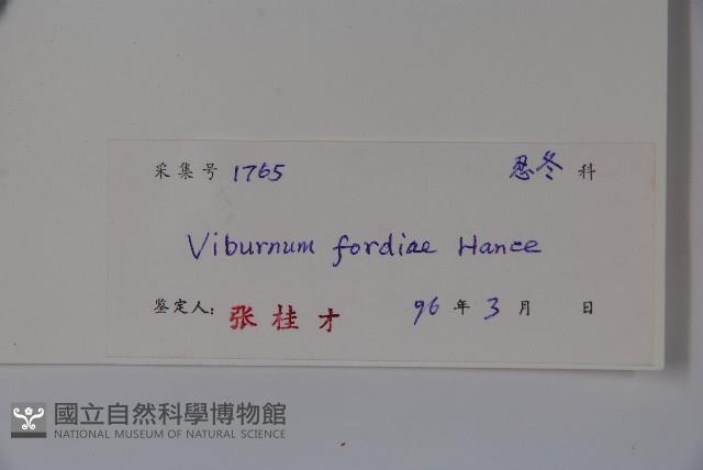 南方莢迷藏品圖，第2張