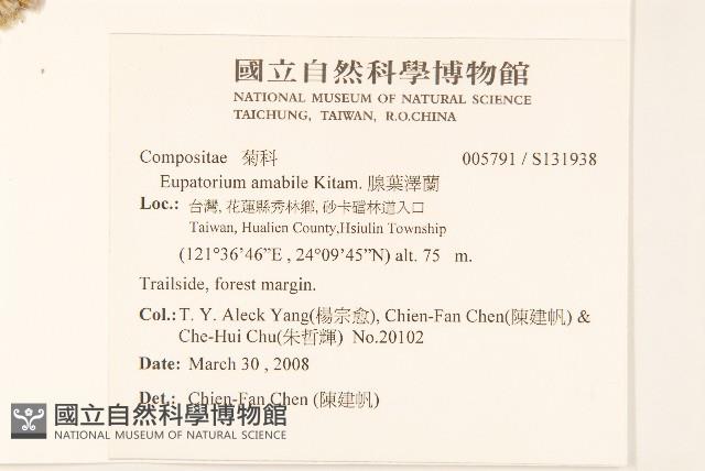 腺葉澤蘭藏品圖，第2張