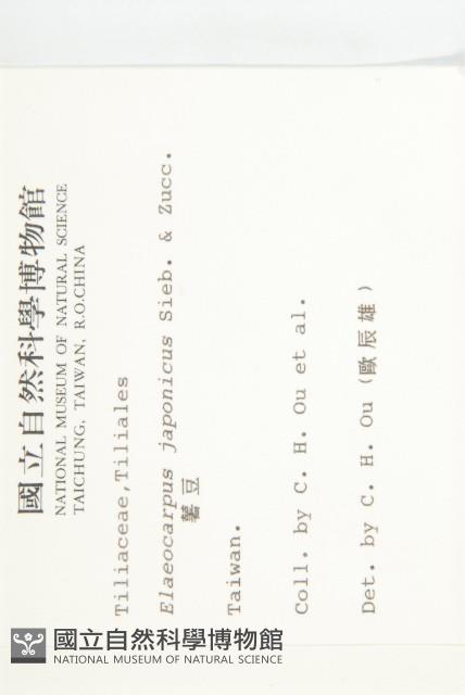 薯豆藏品圖，第2張