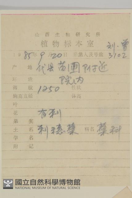 刺藜藏品圖，第2張